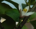 Primavera di Ottobre 4 Primavera di Ottobre 4