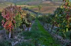 Vigneti Vigneti