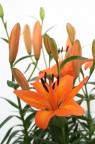 Lilly Arancio Lilly Arancio