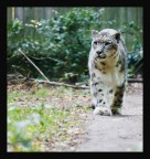 Leopardo delle Nevi 2 Leopardo delle Nevi 2