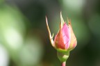 Rosa... sarà Rosa... sarà