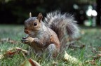 Scoiattolo a Central Park Scoiattolo a Central Park