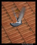 In volo In volo