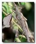 Arrampicata