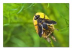 Diptera Umbertis
