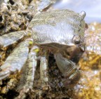 ..Granchietto ..Granchietto