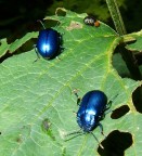 bmw o mercedes? bmw o mercedes?