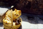 Gatta con cuccioli Gatta con cuccioli