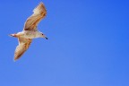 Gabbiano in volo Gabbiano in volo