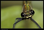 Libellula Libellula