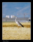Il solito Cenerino? Il solito Cenerino?