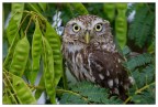 Civetta in posa Civetta in posa