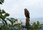 Aquila Pomarina Aquila Pomarina