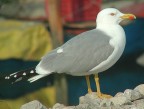 Gabbiano reale (Larus michahellis) Gabbiano reale (Larus michahellis)
