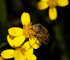 Eristalinus taeniops Eristalinus taeniops
