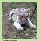 tigre bianca tigre bianca