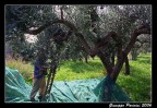 La raccolta delle olive La raccolta delle olive