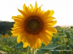 Girasole in controluce in un tardo pomeriggio di met Agosto.