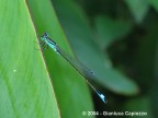 Libellula (Coenagrion puella) che riposa in una mattina piovosa d'Agosto.