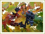 L'ultimo bicchiere di barolo.