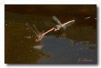 In volo 6