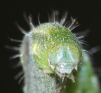 bruco alien bruco alien