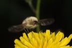 bombylius minor 3 bombylius minor 3