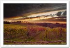 Vigne al Tramonto Vigne al Tramonto