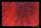 Texture (Autunno 2) Texture (Autunno 2)