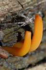 FUNGHI