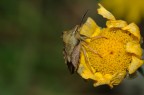 Appeso ad un fiore Appeso ad un fiore