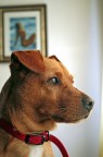 Foto del mio cane Rocky, colto in un momento (raro) si tranquillit.

Suggerimenti e critiche sempre ben accetti.