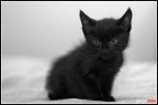 gatti 02 - minimusso bw gatti 02 - minimusso bw