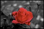 Rosa #2