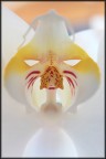 Orchigatto Orchigatto