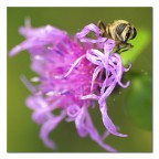 La mosca non quadra La mosca non quadra