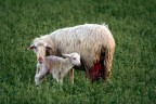 passeggiando ho notato in un campo una mammina e il suo piccolo nato da pochi minuti intenti a scambiarsi tenerezze..bellissimo! poi  arrivato l'uomo-pastore e .....