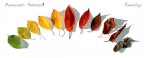 Benvenuto autunno Benvenuto autunno