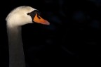 Cigno Cigno
