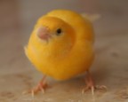 ritratto di un canarino!!! ritratto di un canarino!!!