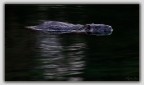 Anche da noi  arrivata! La vedi spuntare fra i sassi degli argini dell'Adige, scivolare furtiva fra i rovi delle rive del fiume Sarca e perfino nel lago di Garda.