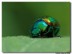 coleottero cangiante 02 coleottero cangiante 02