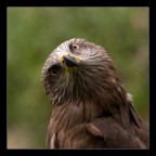 Torcicollo Torcicollo