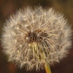 Soffia ed esprimi un desiderio. Soffia ed esprimi un desiderio.