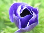Fiore Fiore