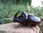 Scarabeo rinoceronte 3 Scarabeo rinoceronte 3
