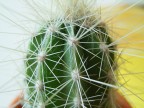 cacto cacto