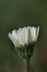 risveglio autunnale risveglio autunnale