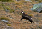 Camoscio in corsa Camoscio in corsa