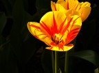 tulip tulip